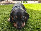 puppy  (mr blue)