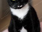 MISSING CAT - stockmoor Bridgwater Somerset - CASH REWARD for safe return