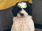 puppy