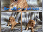 Puppy