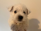 puppy