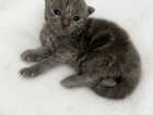 Kitten