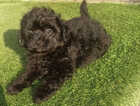Puppy