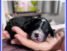 Puppy