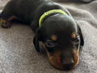 Puppy