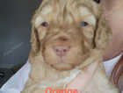 Puppy