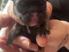 puppy