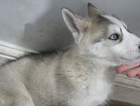 puppy