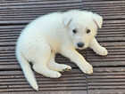 Puppy