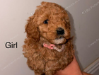 puppy  pink