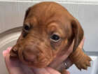 Puppy
