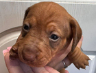 puppy
