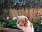 Puppy