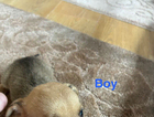 puppy