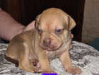 Puppy