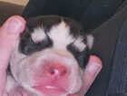 Puppy
