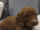 puppy