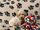 Puppy