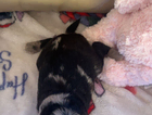 puppy