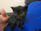 kitten