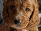 puppy