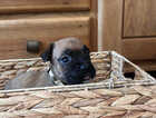 Puppy