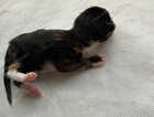 Kitten