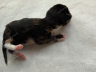kitten