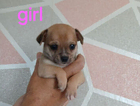 puppy