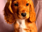 puppy