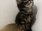 Kitten