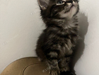 kitten