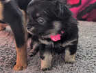 Puppy