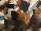 kitten