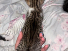 kitten