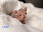 kitten