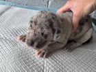 puppy