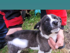 puppy