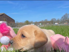 puppy