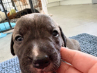 puppy