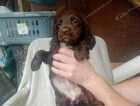 Puppy