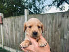 Puppy