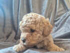 Puppy