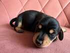Puppy