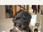 puppy