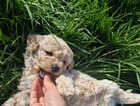 Puppy