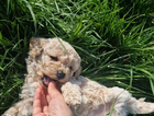puppy