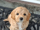 puppy