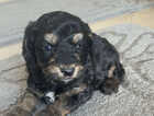 Puppy