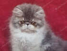 Kitten